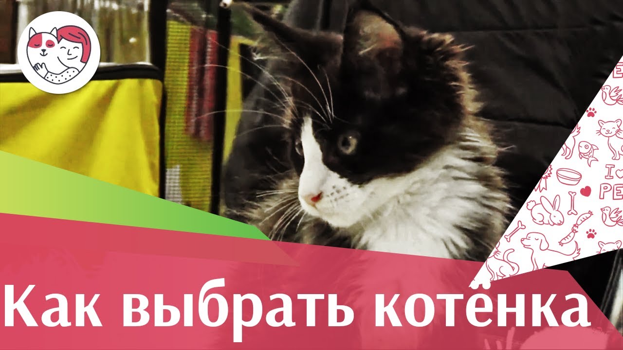 Как выбрать котенка? Правила и советы
