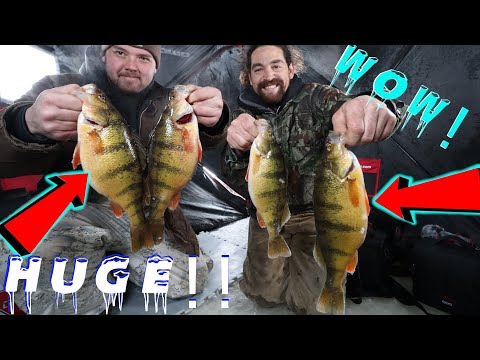 2021 Ice Fishing JUMBO RECORD Perch!! Feeding Frenzy! HUGE Fish! Best Day Ever!