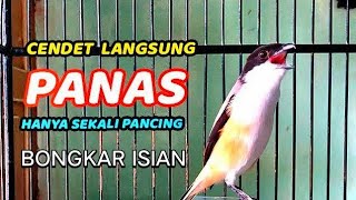 Download lagu cendet gacor TOETAN AMPUH full ISIAN, PANCINGAN CENDET AGAR BUNYI bikin BURUNG PENTET GACOR SEKETIKA mp3 Download lagu cendet gacor TOETAN AMPUH full ISIAN, PANCINGAN CENDET AGAR BUNYI bikin BURUNG PENTET GACOR SEKETIKA mp3