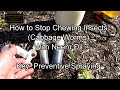 How to Manage Chewing Worm Damage with Neem Oil: Recipe, Preventive Spraying, Kales & Cabbages, Tips