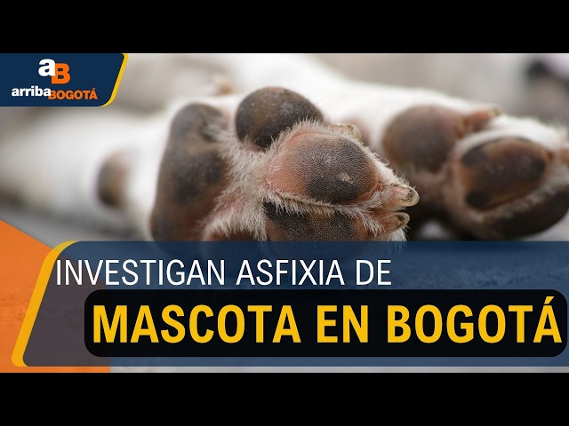 Maltrato animal en Kennedy: denuncian muerte de un perro por asfixia y jaloneos