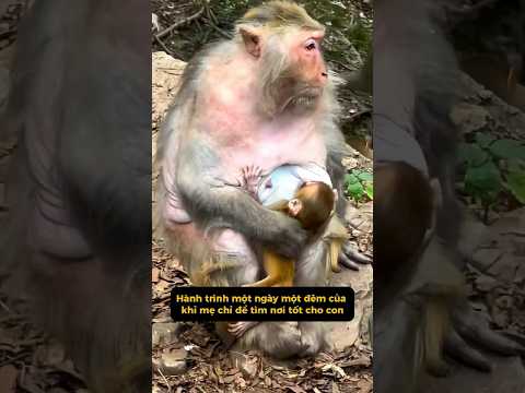 Khỉ mẹ già gửi con cho họ hàng, câu chuyện khiến nhiều người nghẹn lòng #hanhtinhthu #shorts