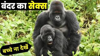 देखिए बंदर संभोग कैसे करता है ,देखकर आपका दिमाग चकरा जाएगा | Amazing Facts about Monkey | Wildlife