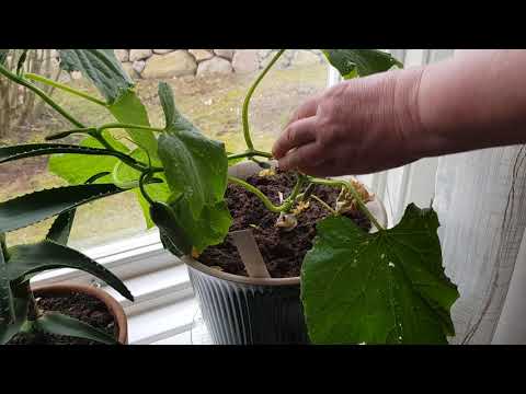 Binda upp fönstergurka / inomhusgurka