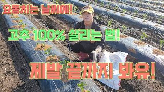 고추 100% 살리는 법!!! 돈내고도 이렇게 못 배워유!! 고추농사 잘 짓는 법!
