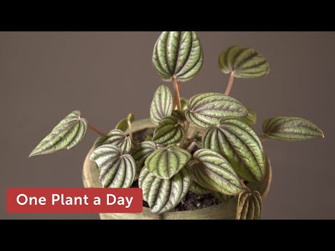 Peperomia albovittata 'Piccolo Banda' Houseplant Care — 310 of 365