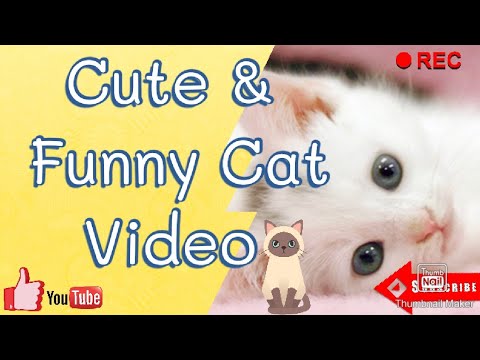 Cute & Funny Cat Video 😺❤