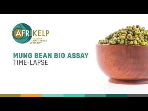 Afrikelp Mung Bean Time-lapse