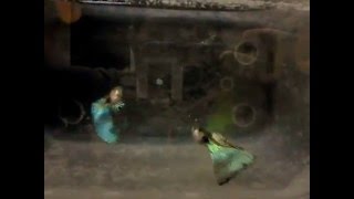 Blue Grass Breeders - 02/2016