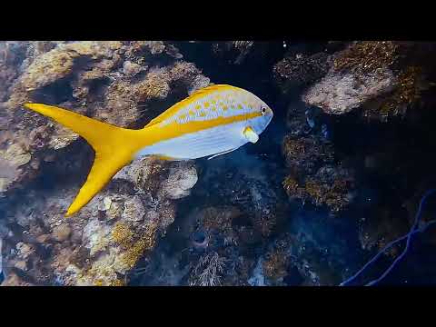 El Palacio Rosa Roatan