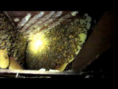 Colony Removal Historic Danville Virginia