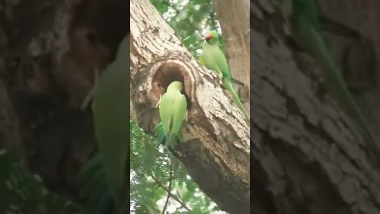 ringneck parrot price in india