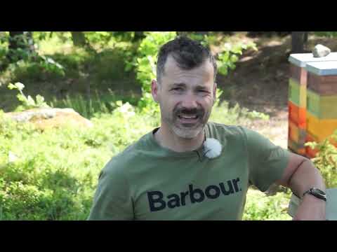 Förebygga svärmar - Har man två yngelrum, kan svärmkontrollen gå blixtsnabb (tippmetod)