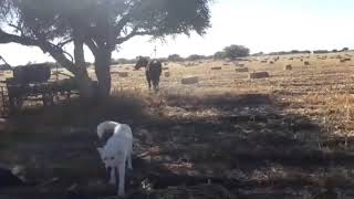 El Cuatrero- Vicente Fernández