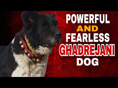 Ghadrejani Dog The Ultimate Powerful and Fearless Guardian