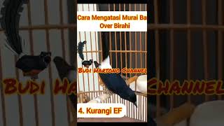 Download lagu Cara Mengatasi Murai Batu Over Birahi mp3