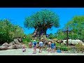 Disney S Animal Kingdom 2019 Orlando Florida Full Complete Walkthrough Tour