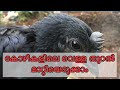Kozhi Vella Thooral കോഴി വെള്ള തൂറൽ