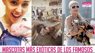 MASCOTAS MÁS EXÓTICAS DE LOS FAMOSOS
