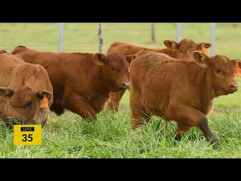 LOTE 35 - ELECCIÓN 50% PARICIÓN 2024