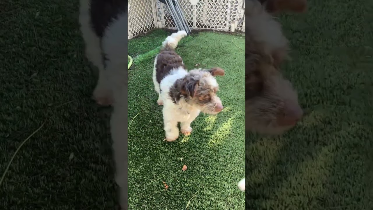 Charlie , a ADOPTABLE mixed breed in Santa Monica, CA video 6/6