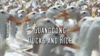 preview picture of video 'Martin Yan's China: Guangdong Ducks & Rice'
