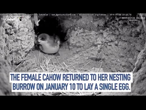 2019 Cahow Nesting Season Begins As Female Lays An Egg! – Jan. 10, 2019