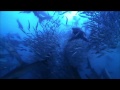 Watch Great Sardine Run Nature On PBS