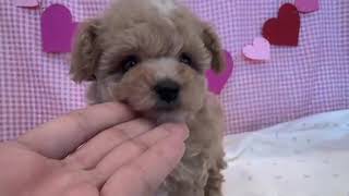 ハーフ犬の動画01