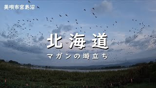【北海道】マガンの塒立ち・美唄市宮島沼