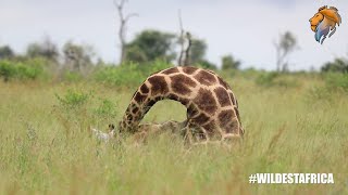 [問卦] 長頸鹿會落枕嗎？