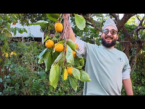Harvest Day at Methang Farm | All Organic! 🌱
