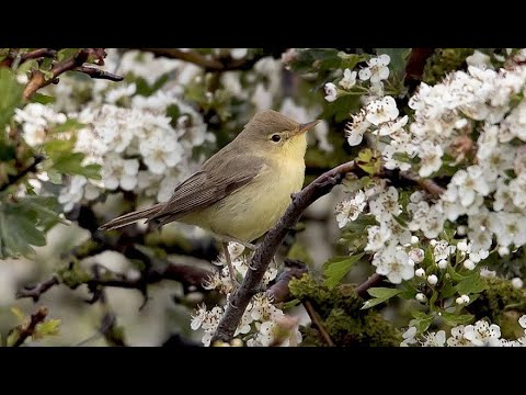 ANDRIS DAŅIĻENKO.  SEN TAS BIJ' PIE VENTAS ZIEDU LAIKĀ.