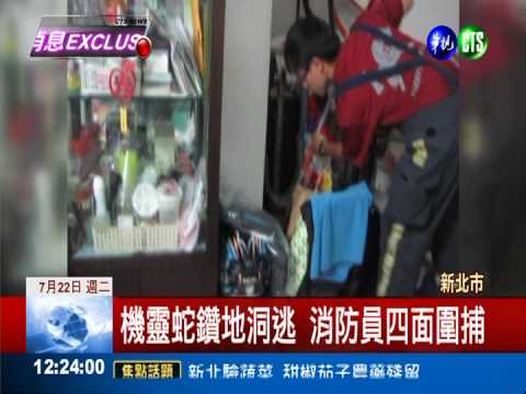 臭青母躲藏民宅 消防員深夜抓蛇