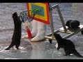 FUNNY Attractiveness Circus Otter Lutra Sumatrana Wgvlog