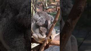 【Australia🐨Wild Life /オーストラリア】Australia🇦🇺 #shorts