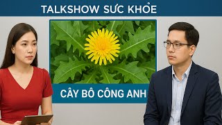Cây Bồ Công Anh – Vị Thuốc Nam Thanh Nhiệt, Giải Độc Mạnh Mẽ | Chuyên Gia Nói Gì?