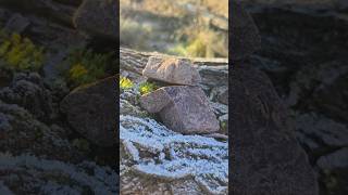 Ceremoniální kakao Peru Cumpanamá