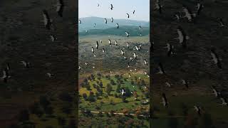 White stork migration