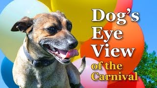 Dog's Eye View of the Carnival