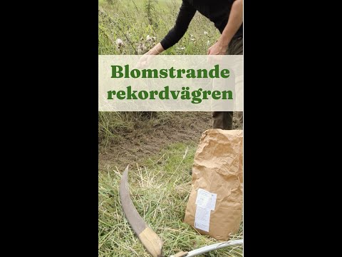 Blomstrande rekordvägren - Trädgårdshacks med GardenR
