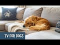 Best TV for Dogs Anti-Anxiety | Calming Nature for Anxiety Relief (Clouds, Waterfalls & Landscapes)