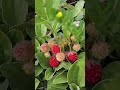 🍓Wild Strawberry: A Scrumptious Wild Edible You Can Find In Your Yard!