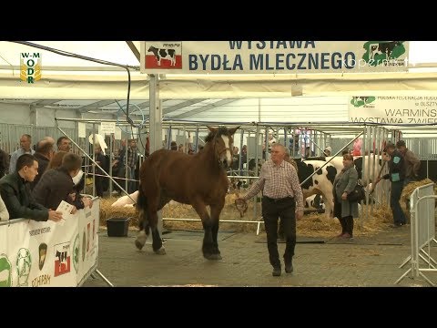 Warmińsko-Mazurska Wystawa Zwierząt Hodowlanych