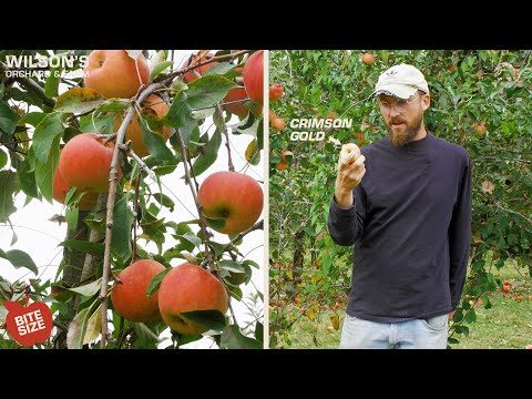 Crimson Gold Apples | Bite Size