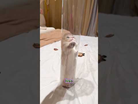 ELA FICOU PRESA NO TUBO DE PLASTICO! 🐱❤️