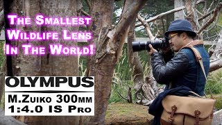 Video thumbnail for The SMALLEST Pro lens for Wildlife - RED35 Review Olympus M.Zuiko 300mm f4 IS Pro by Jimmy Cheng (RED35)