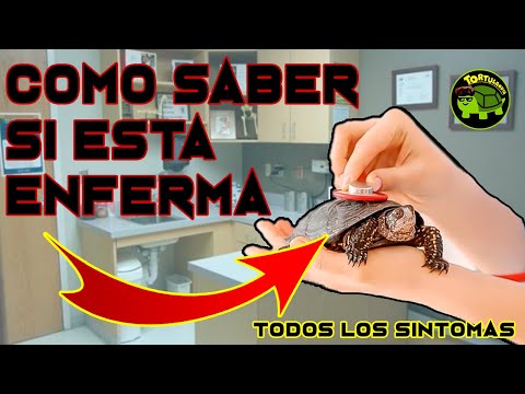 HOW TO KNOW IF MY TURTLE IS SICK