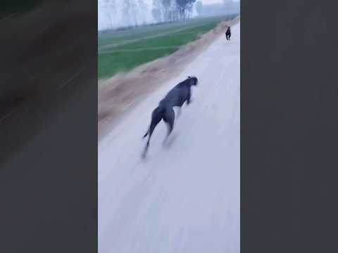 Greyhound running like cheetahs #pets #dogs #running