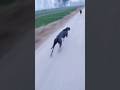 Greyhound running like cheetahs #pets #dogs #running